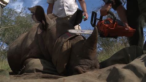 Is cutting off rhinos' horns the way to save them from poachers? | ITV News