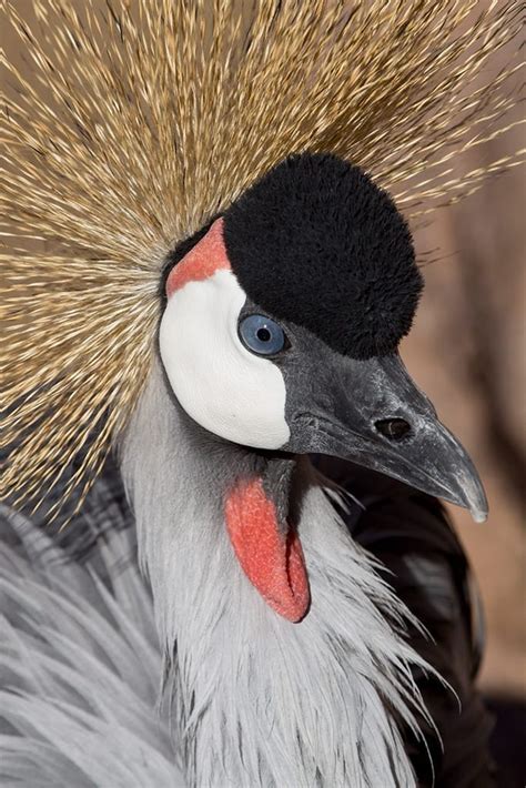 East African Crowned Crane - Denver Zoo