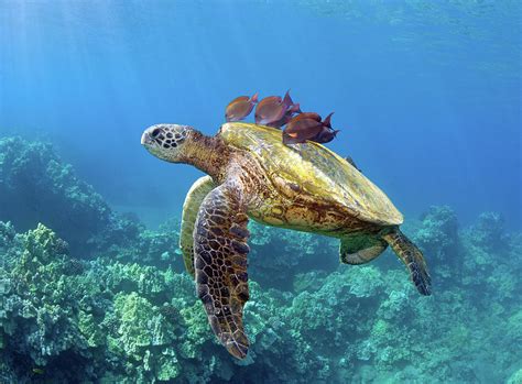 Sea Turtle Underwater by M.m. Sweet