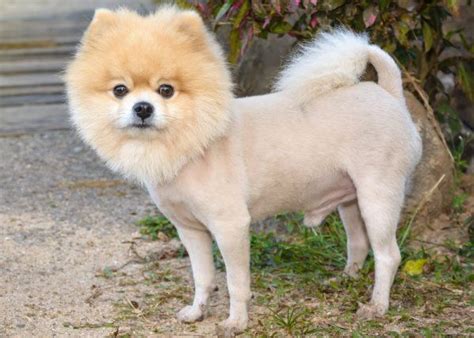 Pomeranian Lion Cut | Pomeranian lion cut, Pomeranian haircut, Lion cut dog