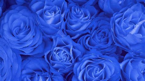 Blue Rose HD Wallpapers