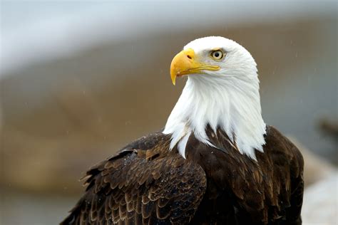 BALD EAGLE PHOTOGRAPHY TRIPS - AJ HARRISON PHOTOGRAPHY WORKSHOPS & TOURS