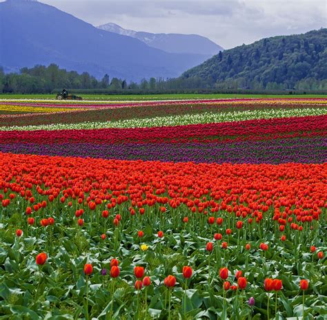 Field Of Tulips Photograph by Jordan Blackstone