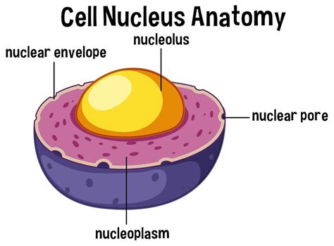 Nucleo De La Celula Animal - Dinami