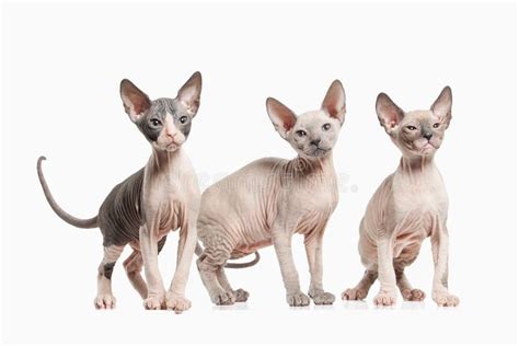 Cat. Several Don Sphynx Kittens On White Background Stock Photo - Image of blue, small: 51266616