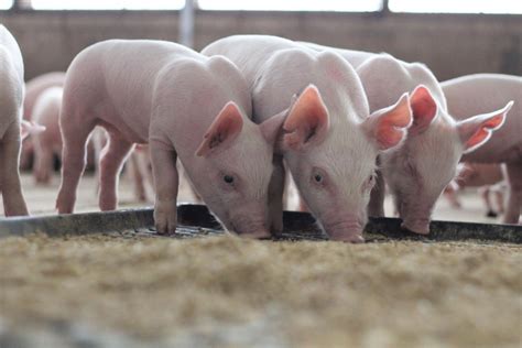 Science and Passion for Nutrition Drive Innovation in Pig Diets - Iowa Select Farms