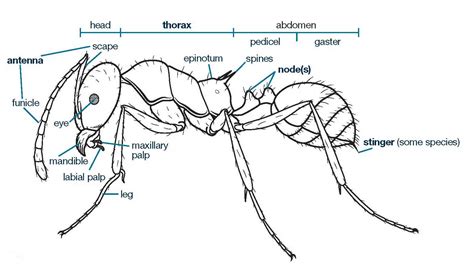 diagram of a ant - Green Scan