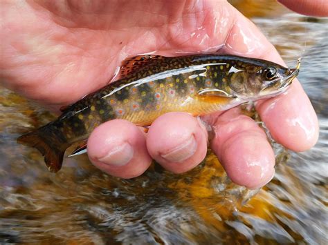 Small Stream Reflections: Brook Trout Happenings