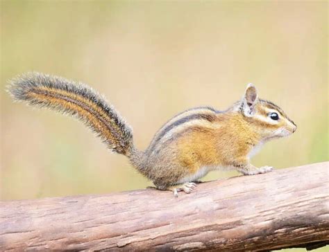 20 Types of Chipmunks: Species, Identification, and Photos