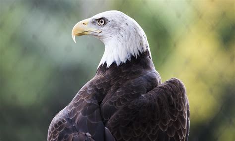 Bald eagle | Smithsonian's National Zoo and Conservation Biology Institute