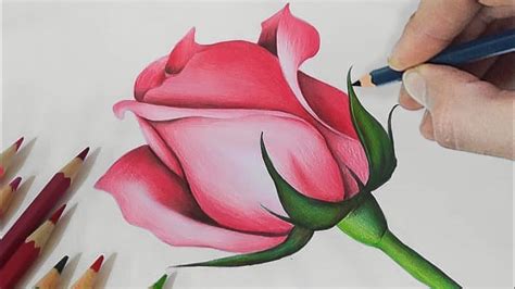 Incredible Compilation of 999+ Rose Drawing Images: Full 4K Rose Drawing Images Growth