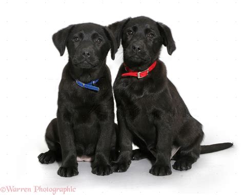 Dogs: Two Black Labrador Retriever pups, sitting photo WP35951