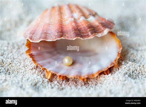 Pearl Oyster Shell