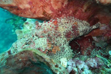 The Oceans Most Venomous Fish - Reef Stonefish | Siladen Resort & Spa in Bunaken, North Sulawesi ...