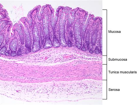 Histology Of Gi Tract