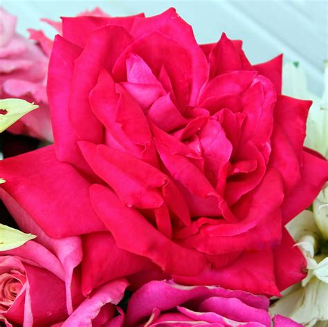 ROSES - Fall hybrid tea roses in bouquets and arrangements - Sowing the Seeds