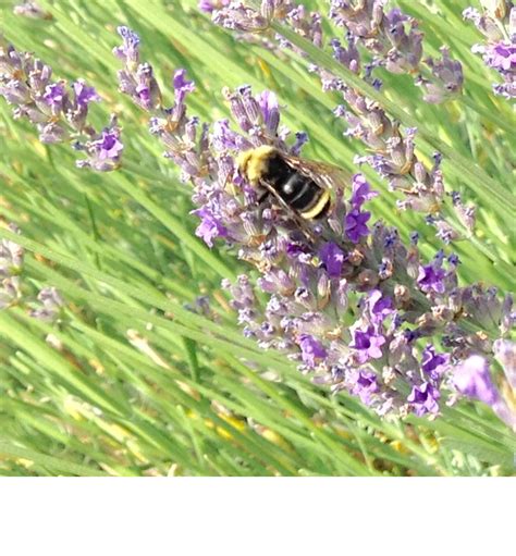 Bumblebee on lavender - Foothill Sierra Pest Control