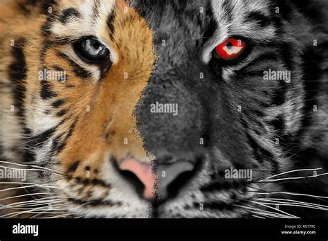 Scary Tiger | This Wallpapers