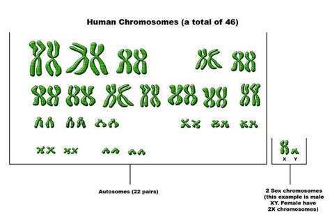 Difference Between Autosomes and Chromosomes | Compare the Difference Between Similar Terms