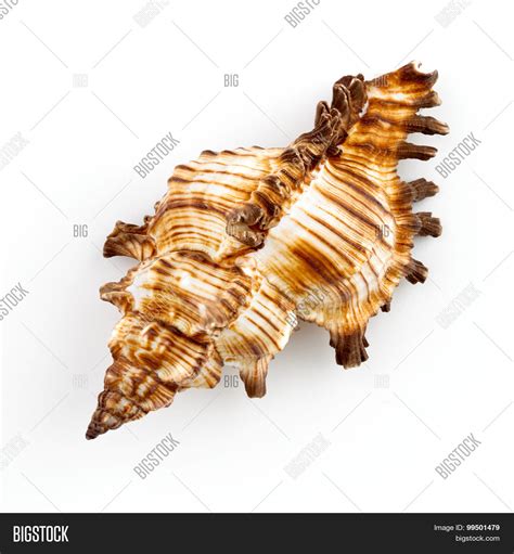 Murex Snail Shell ( Image & Photo (Free Trial) | Bigstock