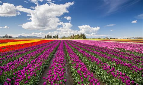 Skagit County Tulip Festival 2024 - Greta Katalin