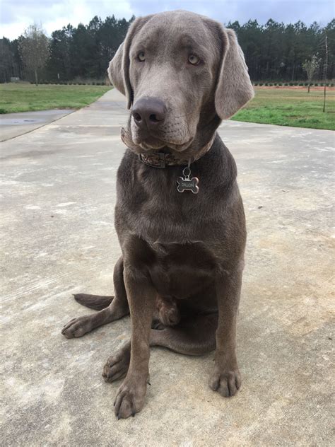 Purebred Silver Lab Puppies For Sale - porsche944blog