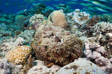 Reef Stonefish - Stock Image - C031/9356 - Science Photo Library