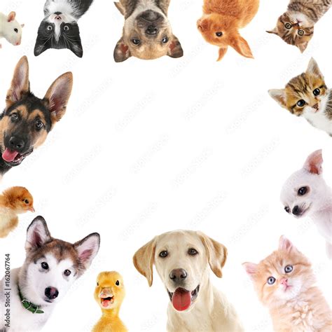 Collage of cute baby animals on white background Stock Photo | Adobe Stock