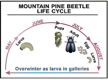 Bark Beetle Signs of Infestation | Firewise Landscaping