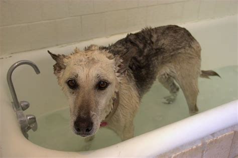 How to Clear Up My Dog's Dandruff & Flaking Skin | eHow