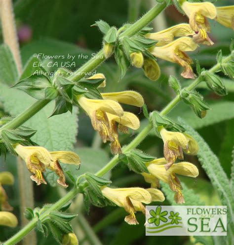 Flowers by the Sea | Salvia Mail Order Nursery