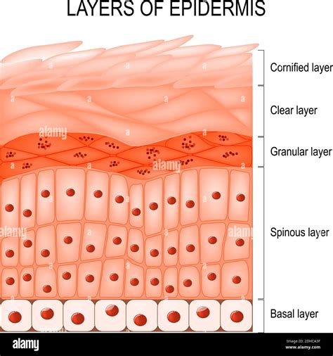 Structure of epidermis : cornified (stratum corneum), clear or translucent layer (lucidum ...