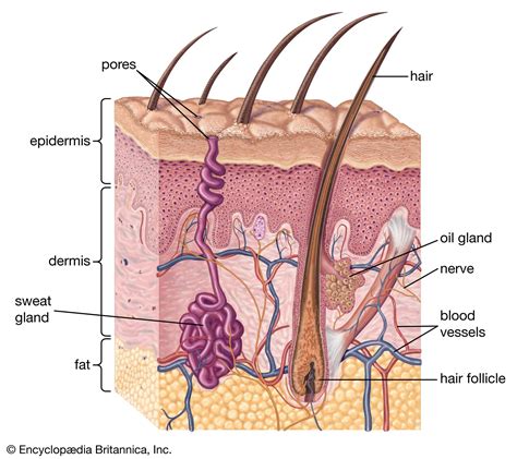 Human skin - Sweat Glands, Sebaceous, Hair Follicles | Britannica