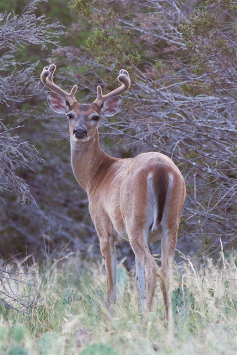 Animales y Plantas de Perú: Venado Cola Blanca