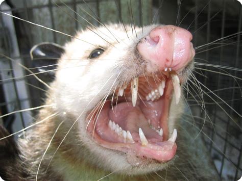 Opossum Teeth - Threat Display