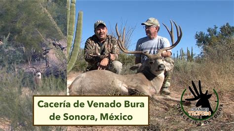 Cacería de Venado Bura de Sonora con Arco para Grandes Trofeos # ...