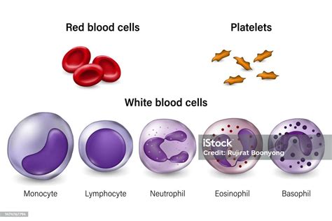 Sel Darah Merah Trombosit Dan Sel Darah Putih Ilustrasi Stok - Unduh Gambar Sekarang - Basophil ...