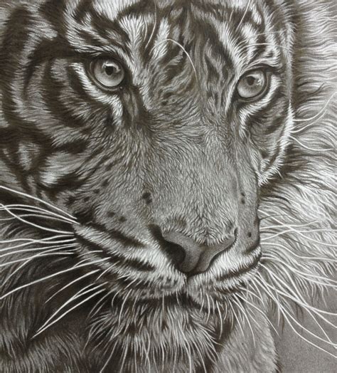 Tiger pencil drawing | Animal drawings, Wildlife art, Animal art