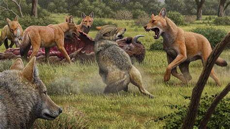 The legendary dire wolf may not have been a wolf at all | Science | AAAS