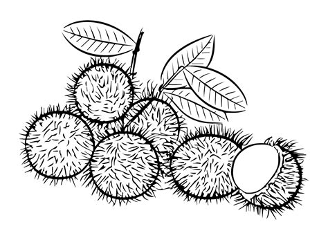 Fruit Rambutan Coloring Page - Free Printable Coloring Pages