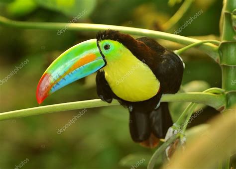 The tropical rainbow toucan — Stock Photo © mountainpix #59849843