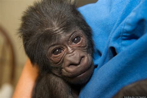 Baby Gorilla Yawns After Charming Caretakers At Columbus Zoo (PHOTOS) | HuffPost Impact