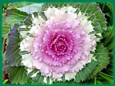 Flowering Cabbage Plant Photograph by Barbara Zahno - Fine Art America