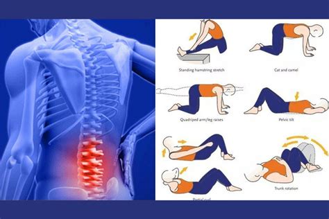 The Purpose of Lower Back Pain Exercises - Pro Diet Care