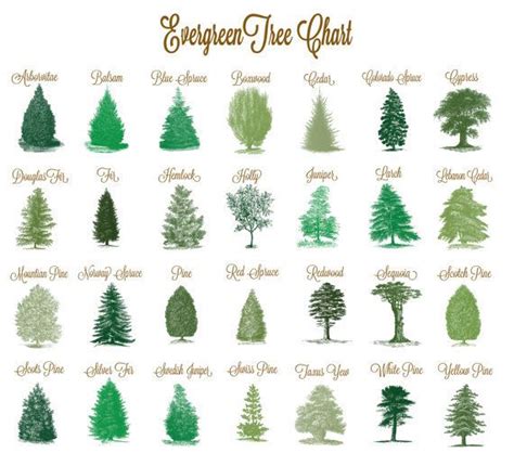 Evergreen Tree Chart | Evergreen trees, Tree table, Tree identification