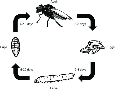 Life cycle of eye gnats, Liohippelates pusio. Modified from Bethke et... | Download Scientific ...