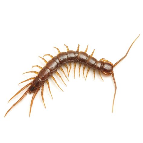 Millipede and Centipede Removal | Urban Wildlife Control