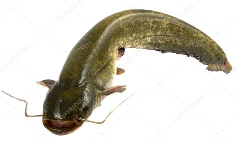 Bullhead fish — Stock Photo © fyletto #6811435