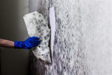 How to Prevent Mould Growth: 10 Tips on for Property Owners