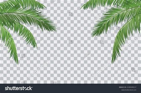 Vector Realistic Palm Leaves Border Isolated Stock Vector (Royalty Free) 2199349117 | Shutterstock